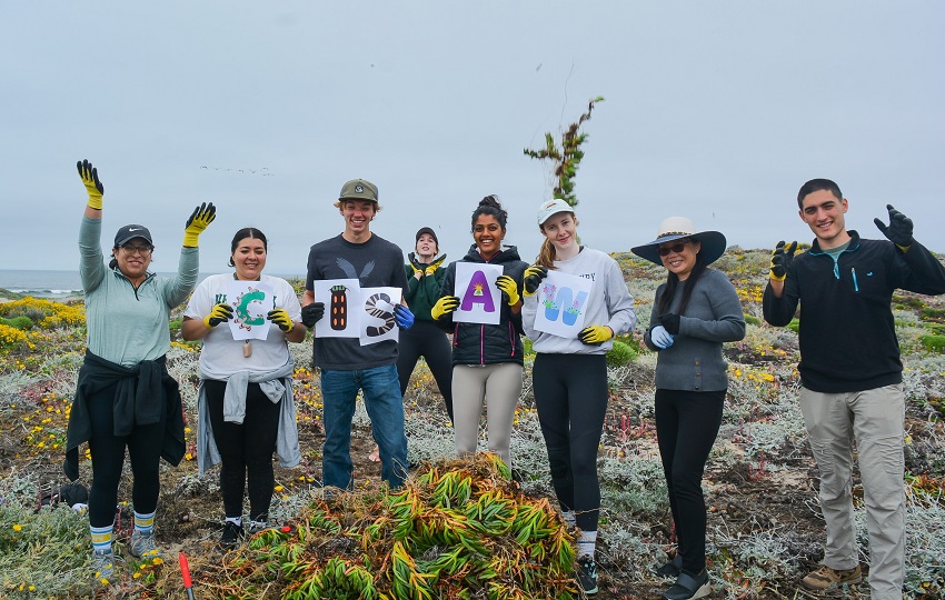 2023 Iceplant Removal by Big Sur Land Trust